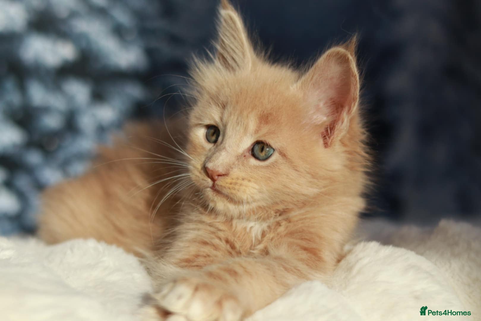 Maine Coon cats European line Mainecoon boy available.  - Advert 5