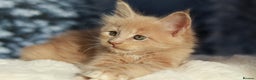 Maine Coon cats for sale: European line Mainecoon boy available.  - Advert 1