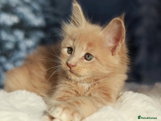 Maine Coon cats European line Mainecoon boy available. - Advert 1