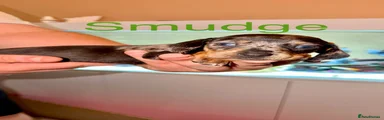 Smudge