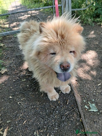 Chow Chow dogs - Advert 14