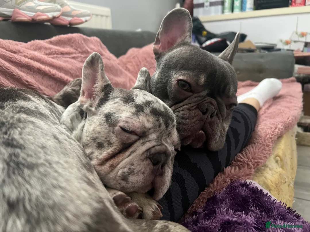 French Bulldog dogs for sale: Gorgeous blue Merle small French bulldog puppy.  - Advert 12