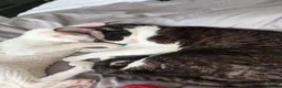 Cornish Rex cats for sale: 2 beautiful Cornish Rex boys - Advert 15
