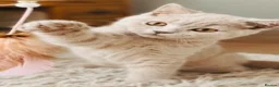 British Shorthair cats for sale: Rare Fawn Lilac Male British Shorthair - Advert 10