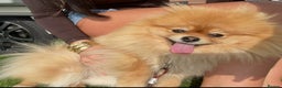 Pomeranian dogs for sale: Beautiful Pomeranian girl  - Advert 4