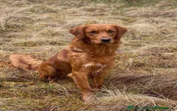 Golden Retriever dogs for sale: Beautiful Golden Retriever puppies  - Image 4