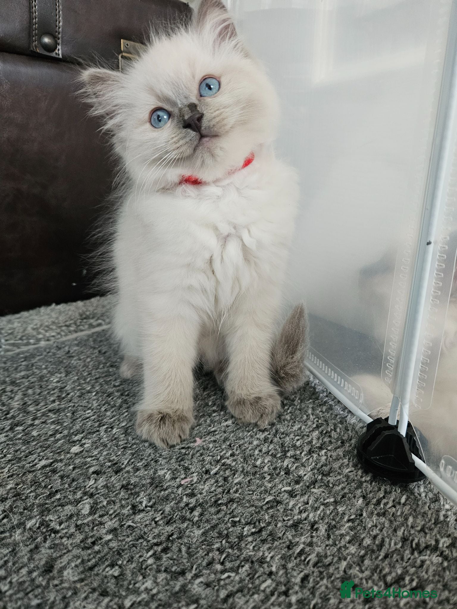 Ragdoll cats ❤️1 BOY Ragdoll KITTEN looking new home 🏡❤️  - Advert 18