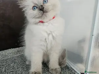 Ragdoll cats ❤️1 BOY Ragdoll KITTEN looking new home 🏡❤️ - Advert 18