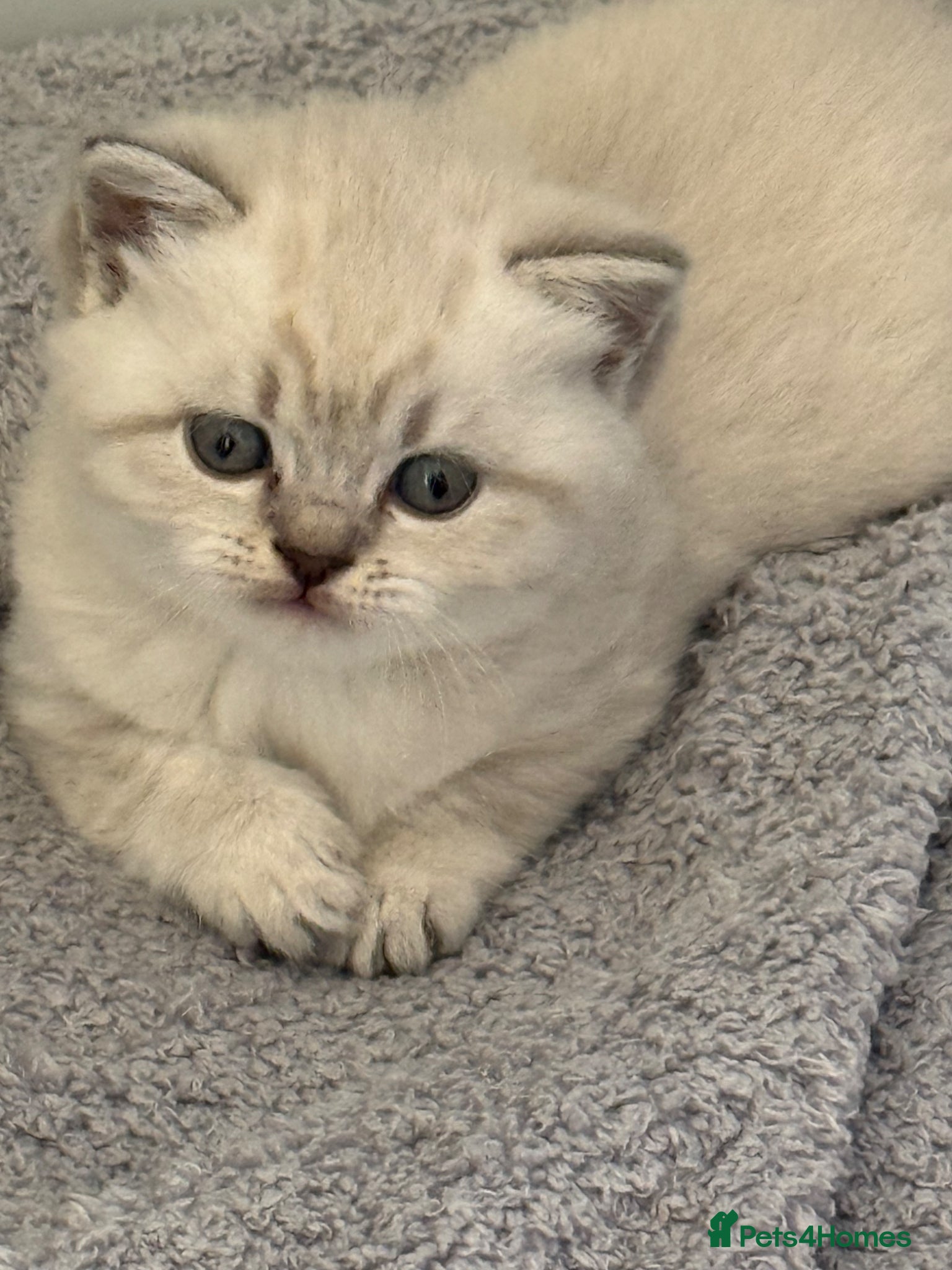 British Shorthair cats British shothair cute kittens  - Advert 1