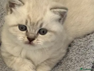 British Shorthair cats British shothair cute kittens - Advert 6