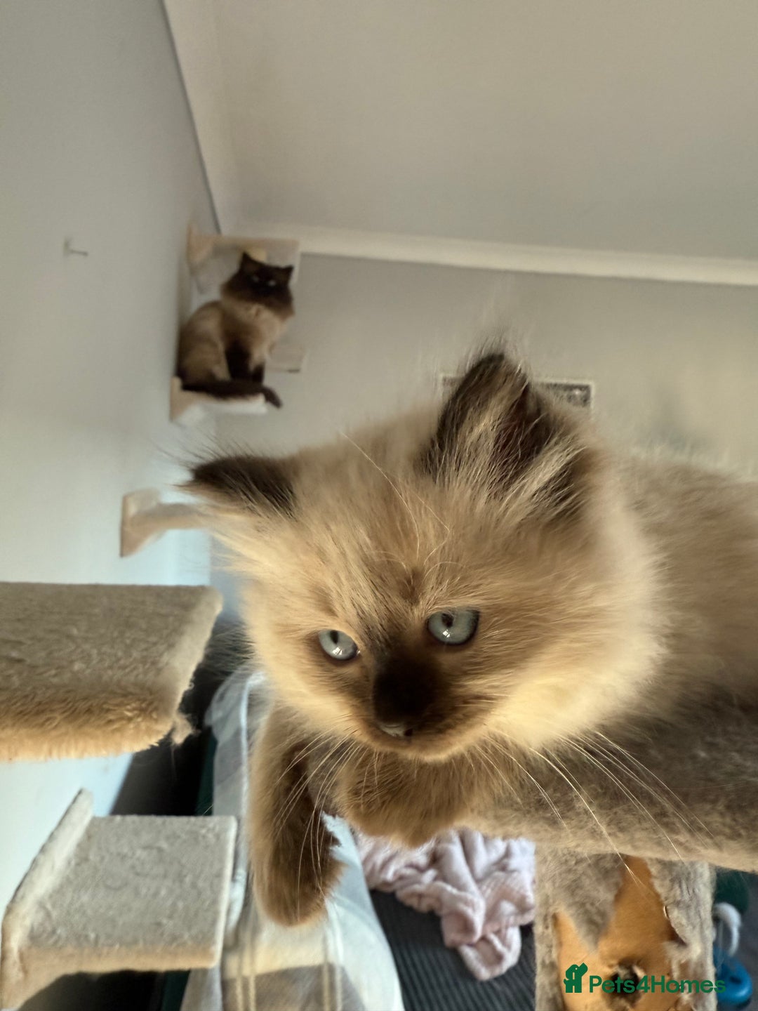 Ragdoll cats for sale: Ragdoll - Advert 2