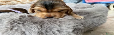 Cocker Spaniel Puppy 2