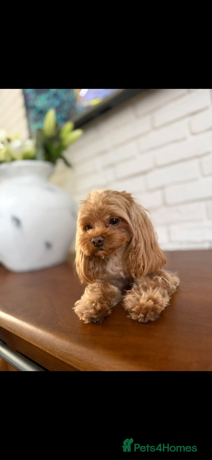 Maltipoo dogs for sale: 🧸 Exceptional Asian F1b Maltipoo Puppies - Advert 2