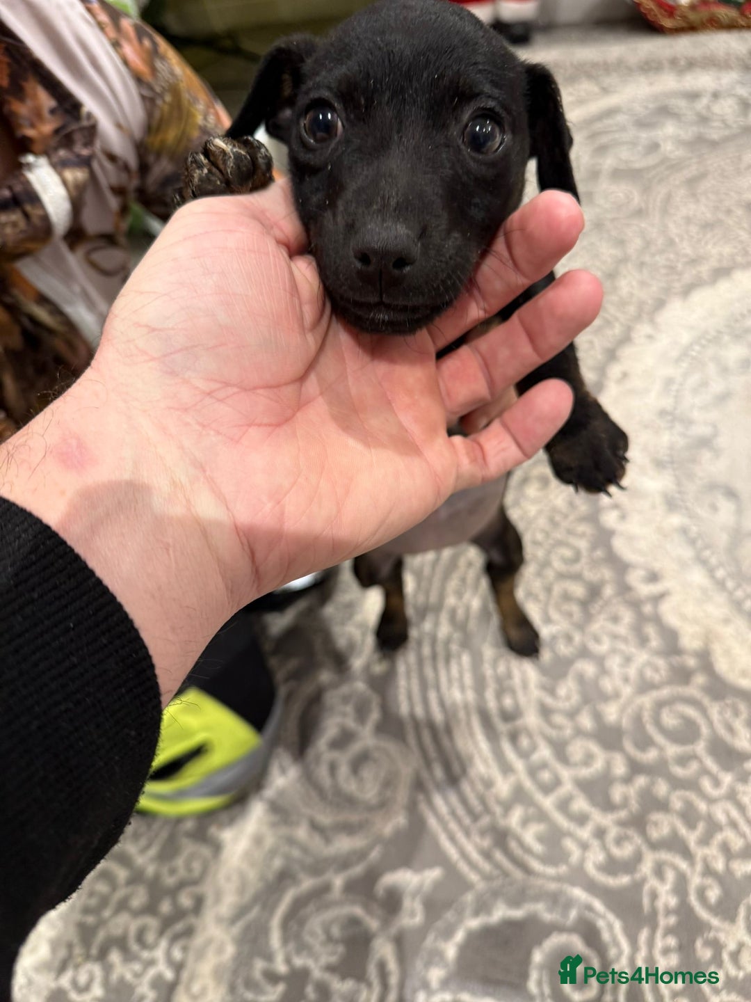 Jack Russell dogs for sale: 1 beautiful puppy left  - Advert 1