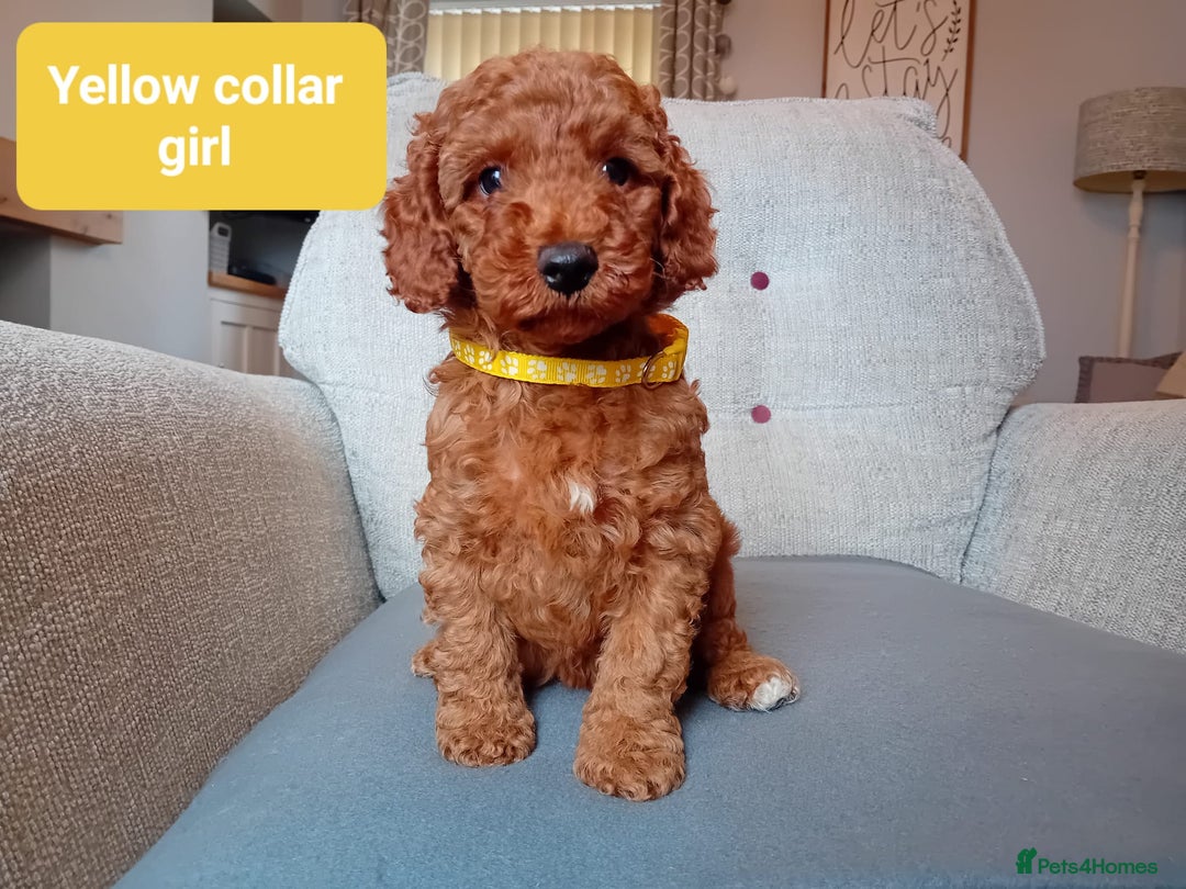 Cockapoo dogs for sale: Dark red F1b Cockapoos - Image 21