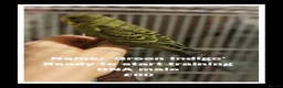 Budgerigars birds for sale: Superb home bred beautifully coloured baby budgies - Advert 5
