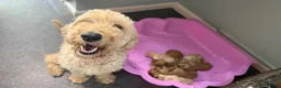 Goldendoodle dogs for sale: 🐾 8 beautiful goldendoodle pups 🐾 - Advert 29