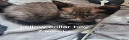 Mixed Breed cats for sale: 5 black/ black and white kittens - Advert 9
