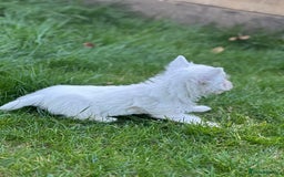 West Highland Terrier dogs for sale: West highland terrier puppies - Image 13