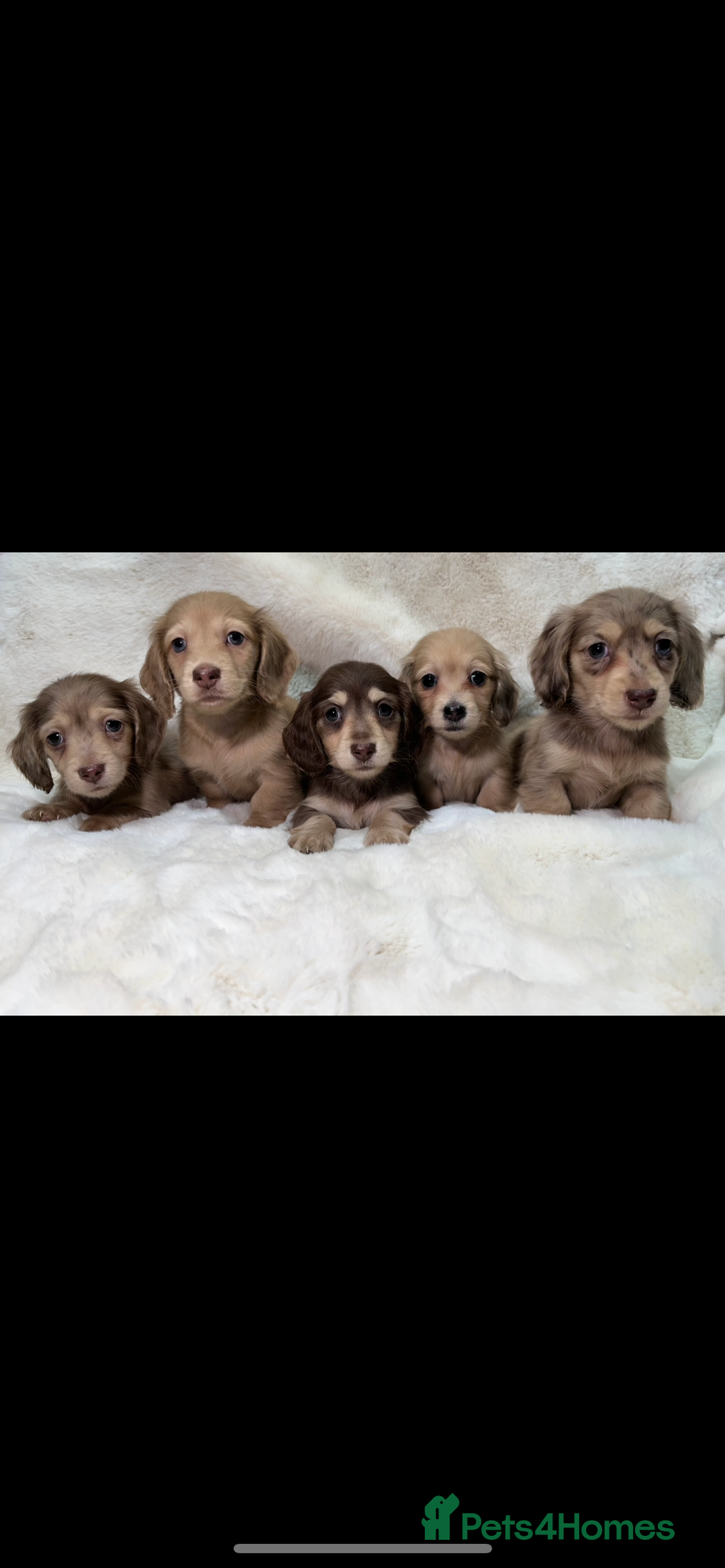 Miniature Dachshund dogs for sale:  KC REGISTERED MINIATURE LONGHAIRED DACHSHUND  - Image 2