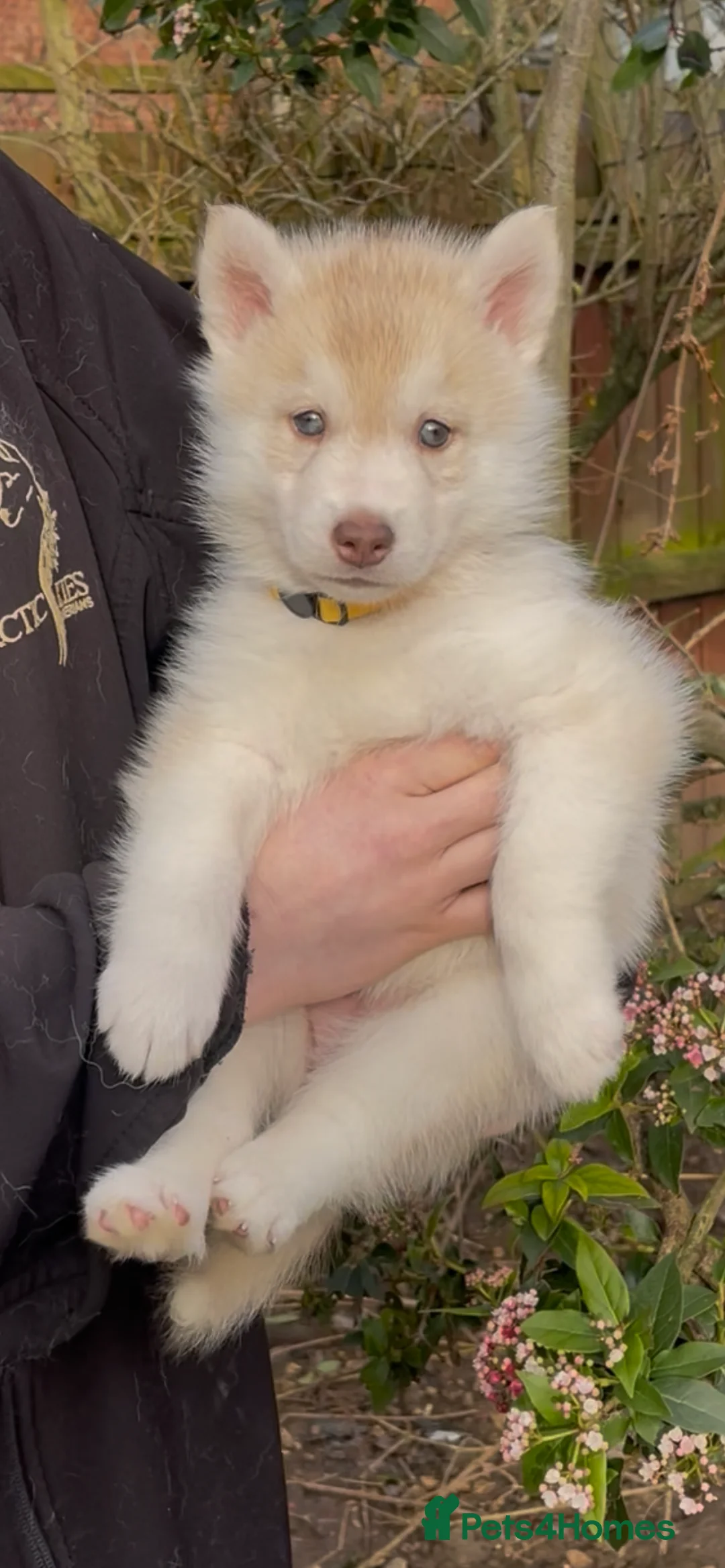 Siberian Husky dogs for sale: KC REGISTERED STUNNING CHUNKY PUPS - Advert 2