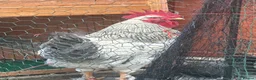 Chickens poultry for sale: Two Roosters in Coventry - Advert 1