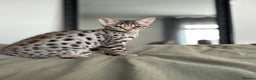 Savannah cats for sale: KIWANGA PEDIGREE F3 SAVANNAH KITTENS - Advert 28