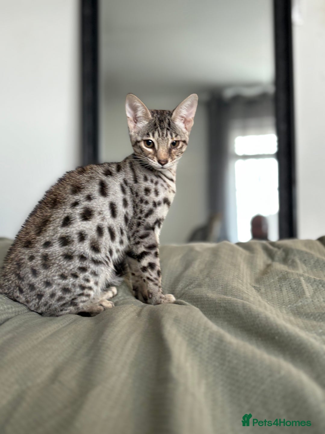 Savannah cats for sale: KIWANGA PEDIGREE F3 SAVANNAH KITTENS  - Image 28