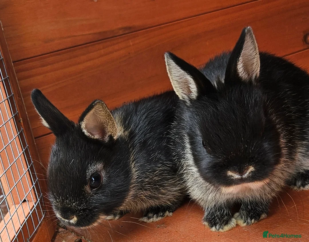 Netherland Dwarf rabbits for sale: Netherland dwarf  - Advert 1