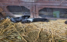 Guinea Pig rodents for sale: Guinea pigs  - Image 5