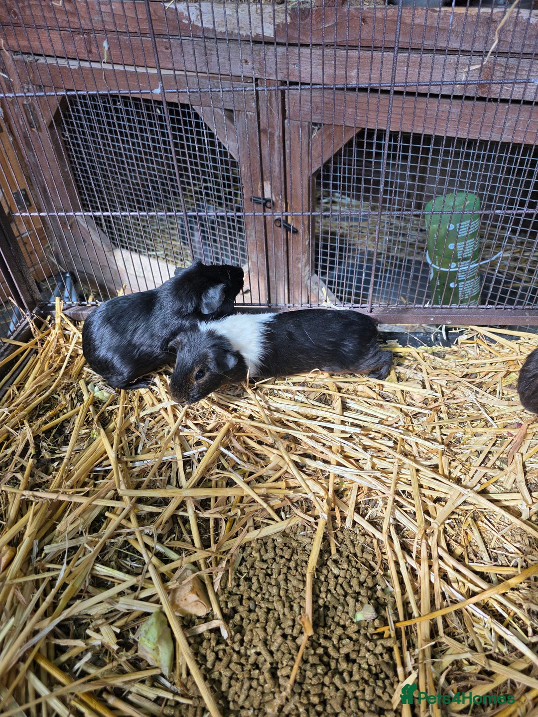 Guinea Pig rodents for sale: Guinea pigs  - Image 5