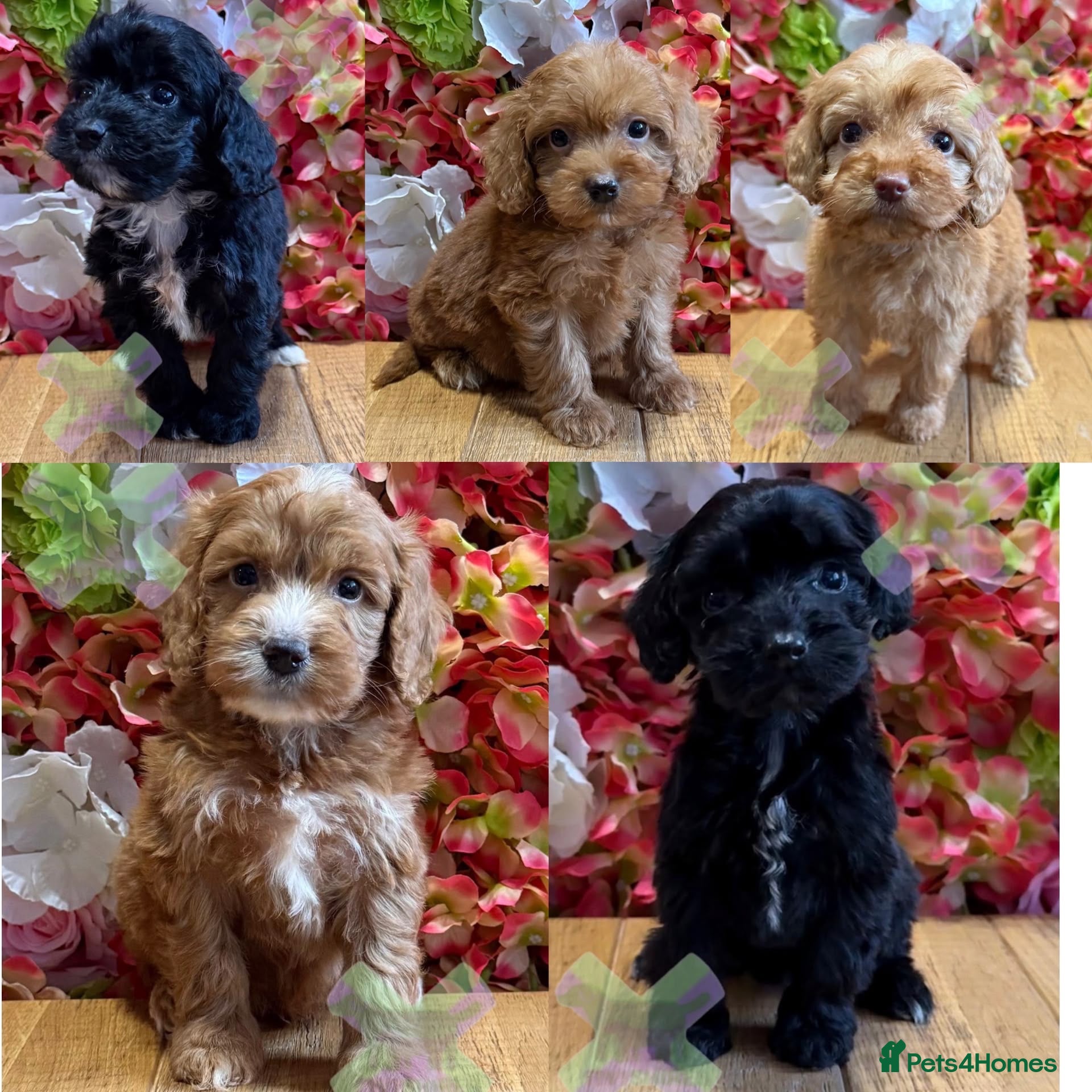 Cockapoo dogs F1 mini Cockapoo’s 30 dna health tested clear  - Advert 1