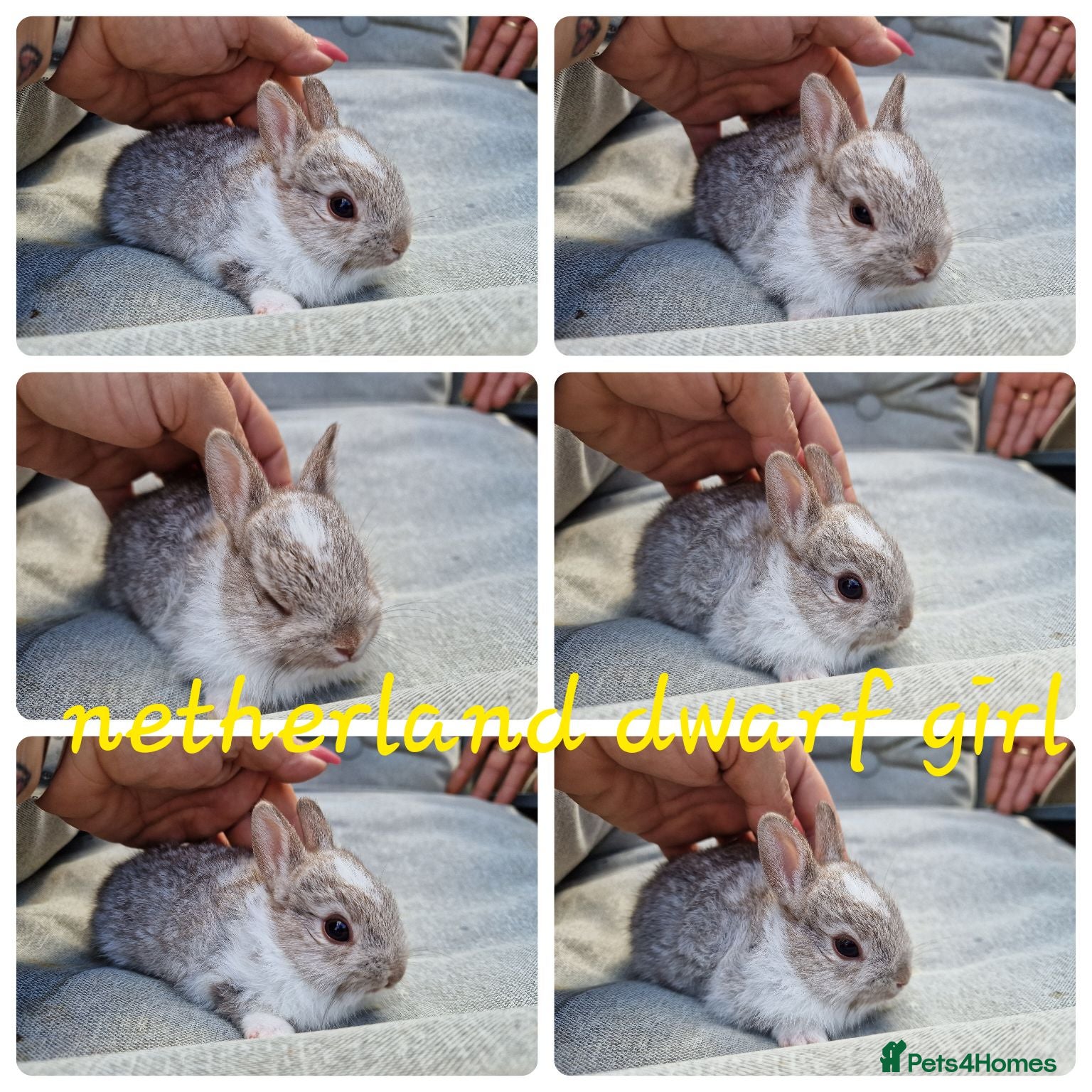 Netherland Dwarf rabbits Netherland dwarf babies  - Advert 17