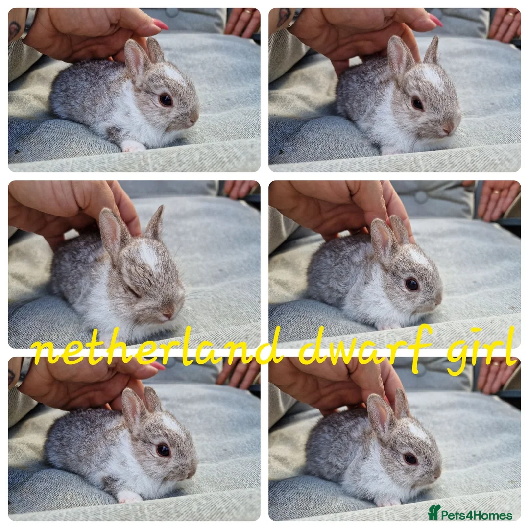 Netherland Dwarf rabbits for sale: Netherland dwarf babies  - Advert 2