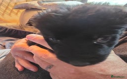 Mixed Breed dogs for sale: Pups fir sale  - Image 1