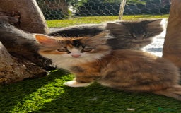 Ragcoon cats for sale: Beautiful ragcoon kittens - Image 6