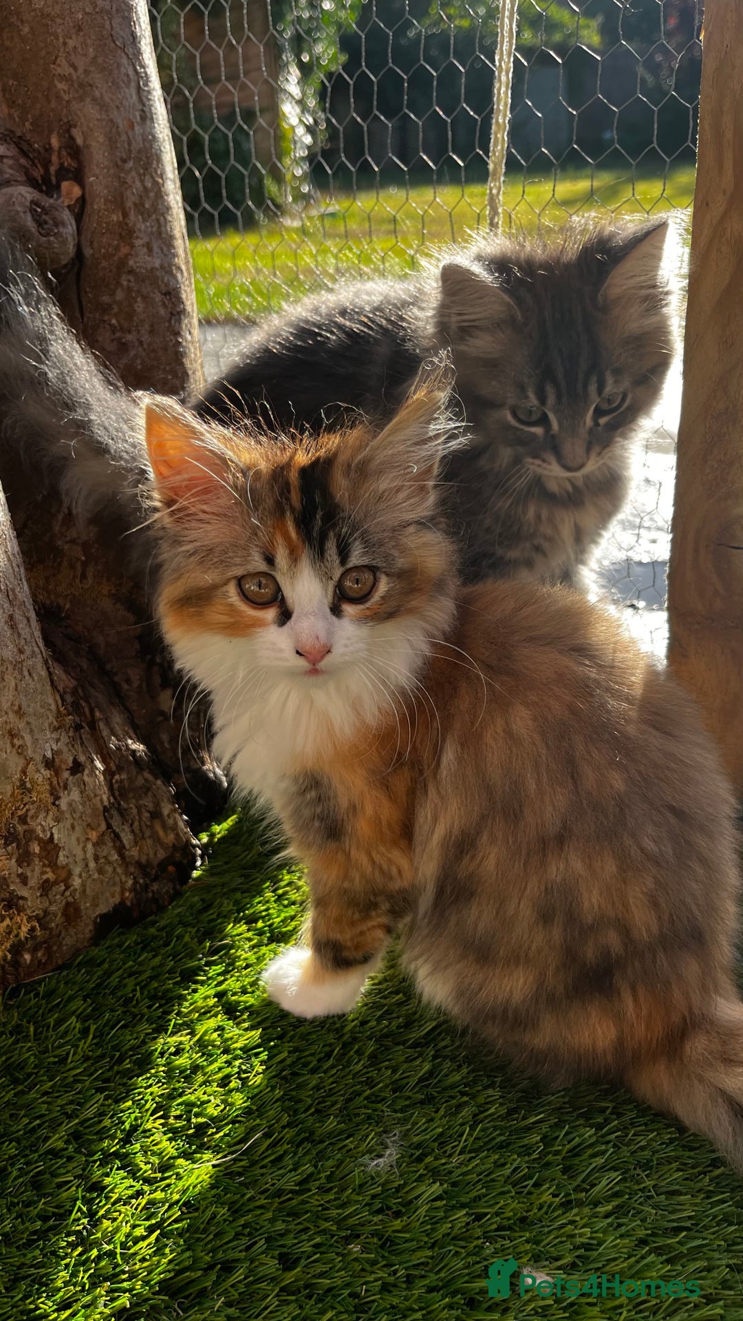 Ragcoon cats for sale: Beautiful ragcoon kittens - Image 6