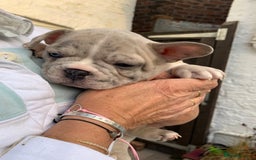 French Bulldog dogs for sale: French bulldog puppies with lilac and merle  - Image 23
