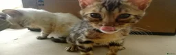 Mixed Breed cats for sale: Beautiful Part Bengal Kittens  - Advert 5
