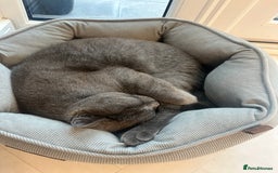 British Shorthair cats for sale: Male British shorhair - Image 2
