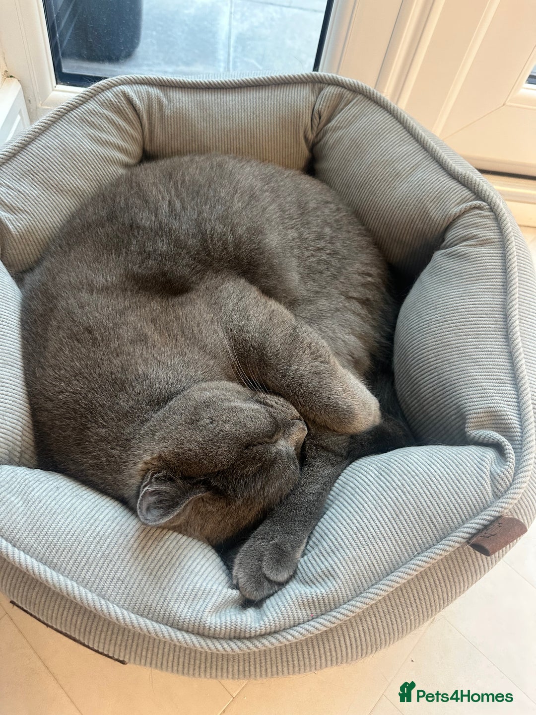 British Shorthair cats for sale: Male British shorhair - Image 2