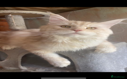 Maine Coon cats for stud: 🏆🏆INTERNATIONAL CHAMPION LINE TICA STUD🏆🏆 - Image 1