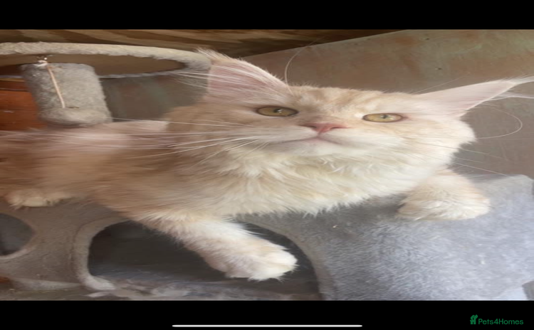 Maine Coon cats - Advert 3
