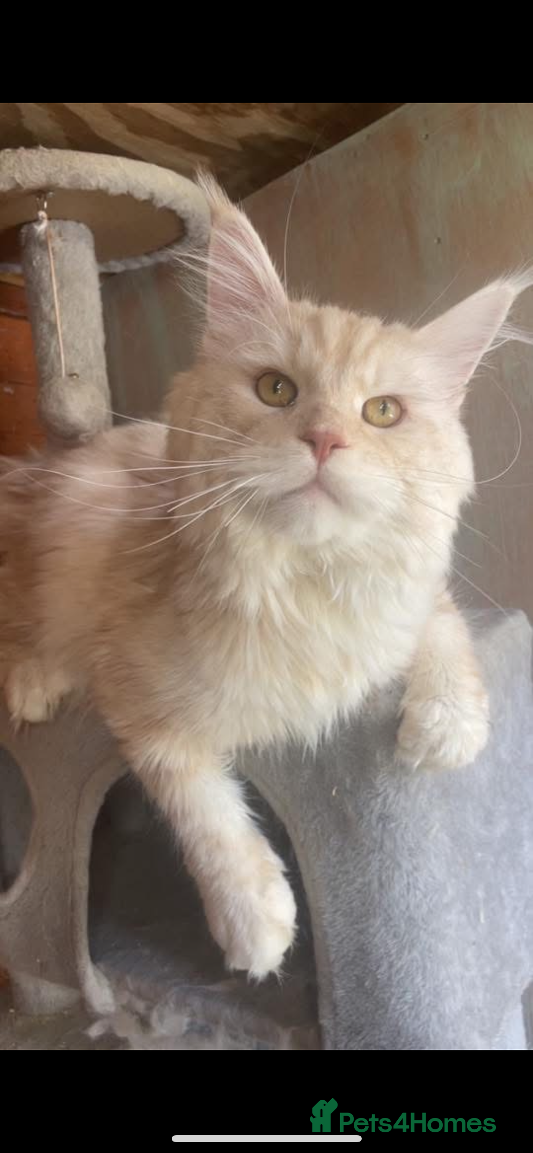 Maine Coon cats for stud: 🏆🏆INTERNATIONAL CHAMPION LINE TICA STUD🏆🏆 - Image 1