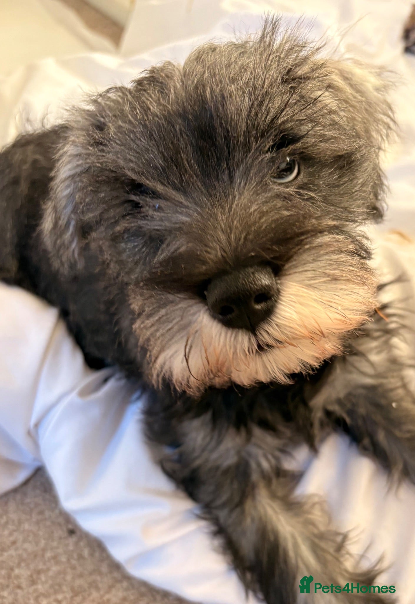 Miniature Schnauzer dogs 🩷🩷Last salt&pepper girl available🩷🩷  - Advert 3
