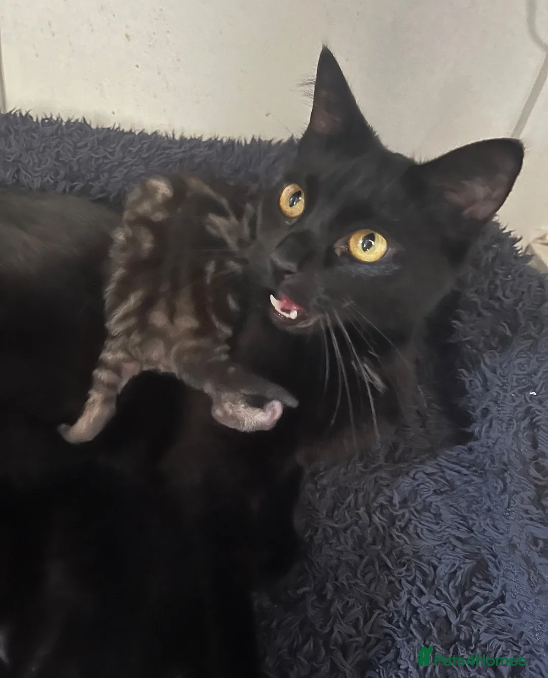 Mixed Breed cats for sale: Adorable Male Kittens for Sale - Black - Advert 8