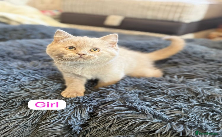 British Shorthair cats - Advert 4