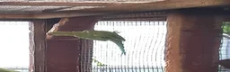 Ringnecks birds for sale: Green Indian ringneck parakeets £150 each in Sandbach - Advert 3