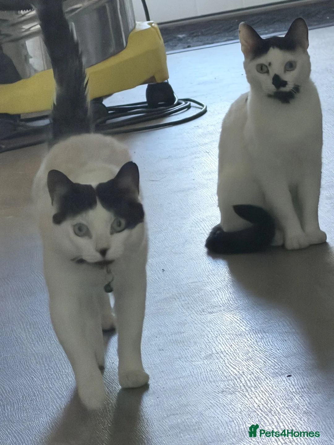Mixed Breed cats for sale: 2 cats available for adoption  - Advert 5