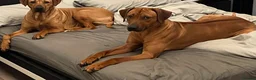 Rhodesian Ridgeback dogs for stud: Proven kc stud dog with clear health check  in Bury - Advert 2